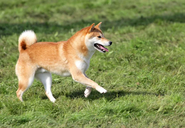 在敏捷性训练秋田犬的狗 — 图库照片