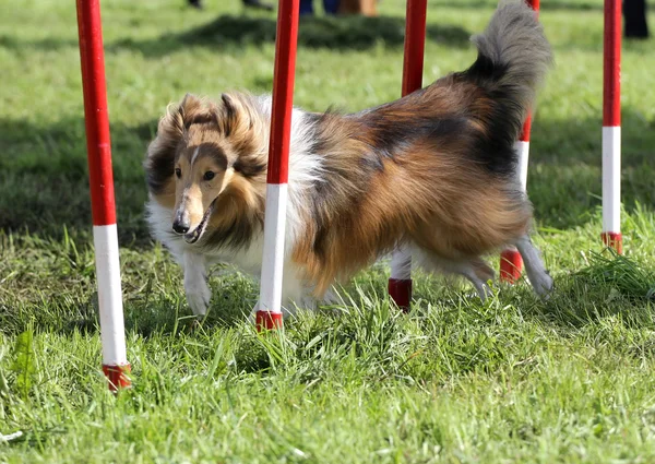 Cane della Sheltie al training di agilità — Foto Stock