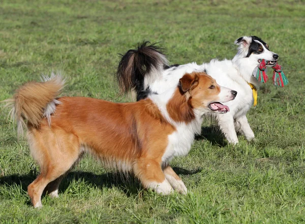 Dogs of the Border Collie at the agility training Stock Photo