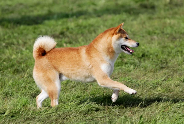 敏捷性のトレーニングで秋田犬 — ストック写真