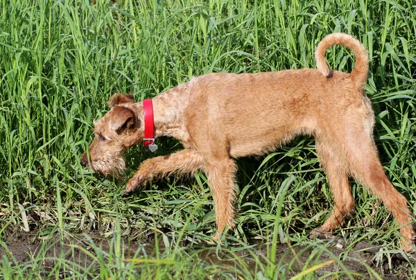 El terrier irlandés a pie — Foto de Stock