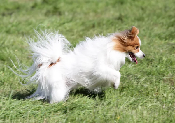 Le chien Papilyon court sur une pelouse — Photo