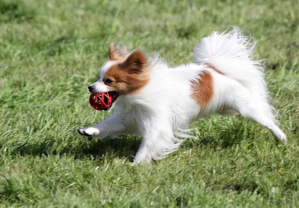 Hunden Papilyon körs på en gräsmatta — Stockfoto