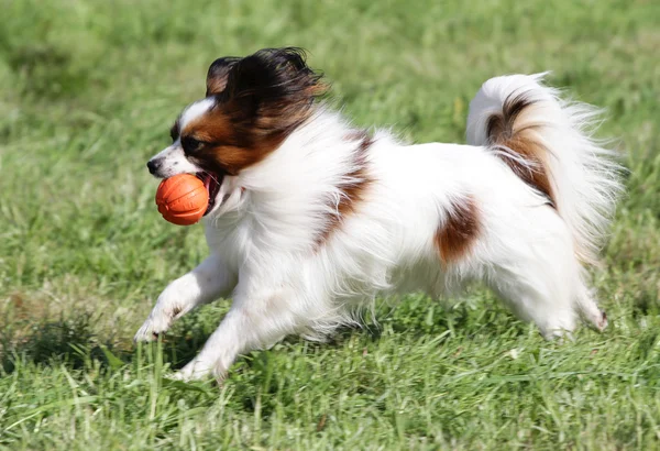 Chien du Papillon au dressage — Photo