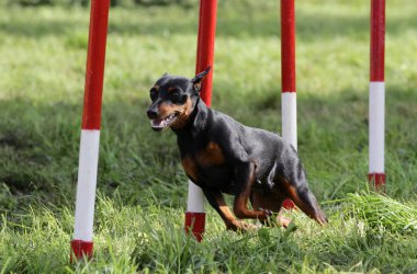 Çeviklik eğitim, bacaksız pinscher köpek