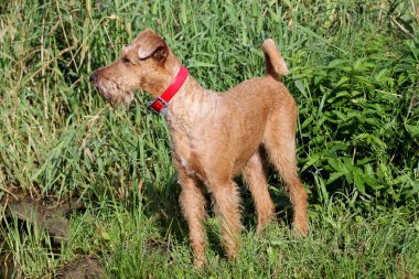 Belgili tanımlık İrlandalı korkunç yolda