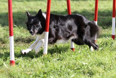 Köpek çeviklik eğitim, kenar kömür ocağı