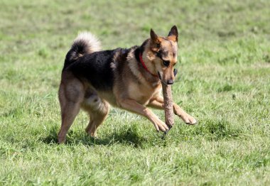 Alman çoban köpeği bir çim üzerinde çalışır