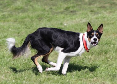 Çeviklik eğitim, Collie köpek