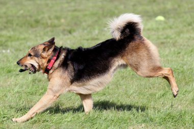 Alman çoban köpeği bir çim üzerinde çalışır