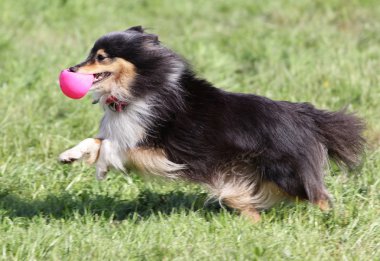 Köpek eğitim, sığınak