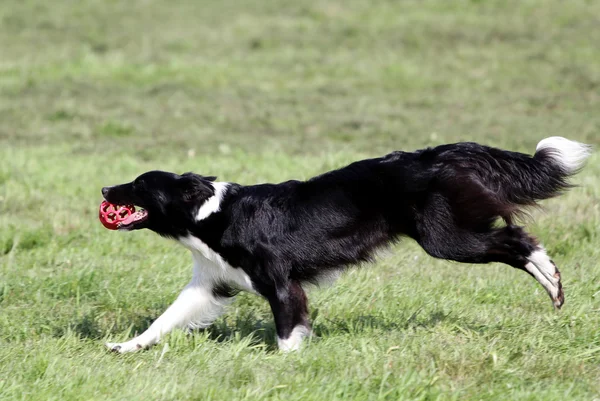 O cão da Fronteira Collie corre em um gramado — Fotografia de Stock