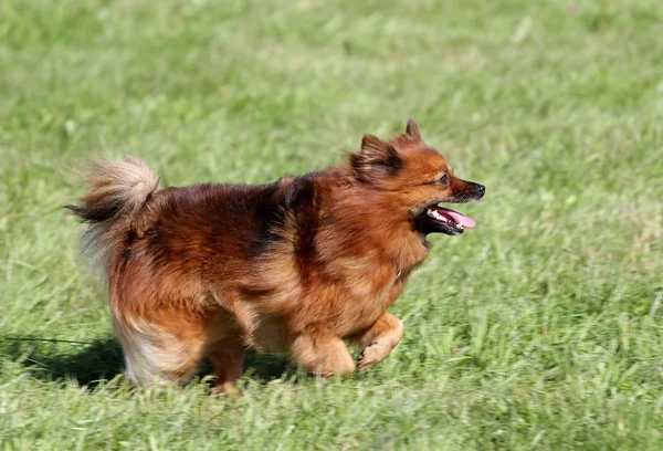 斯皮茨狗跑在草坪上 — 图库照片