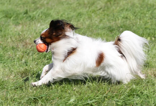 Собака Папильон бежит по лужайке — стоковое фото
