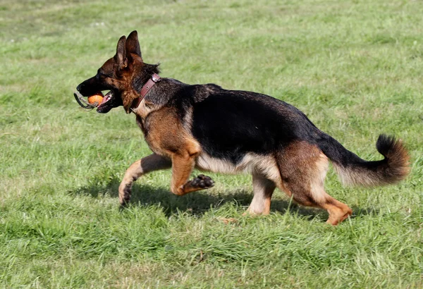 The German shepherd runs on a lawn Stock Photo