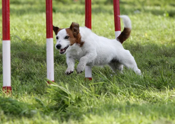 Cão do Jack Russell Terrier no treinamento de agilidade — Fotografia de Stock