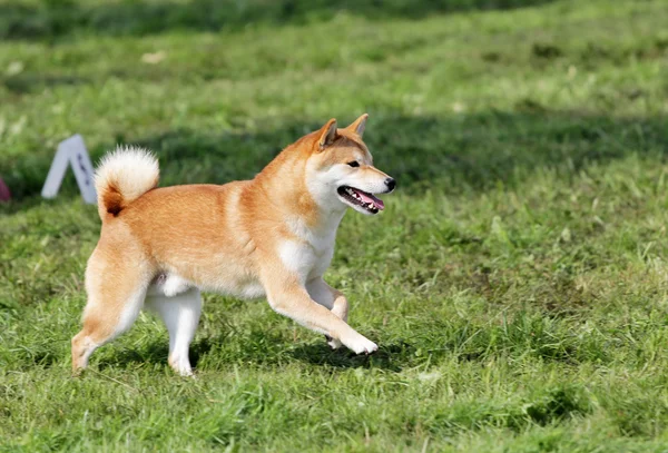 敏捷性のトレーニングで秋田犬 — ストック写真