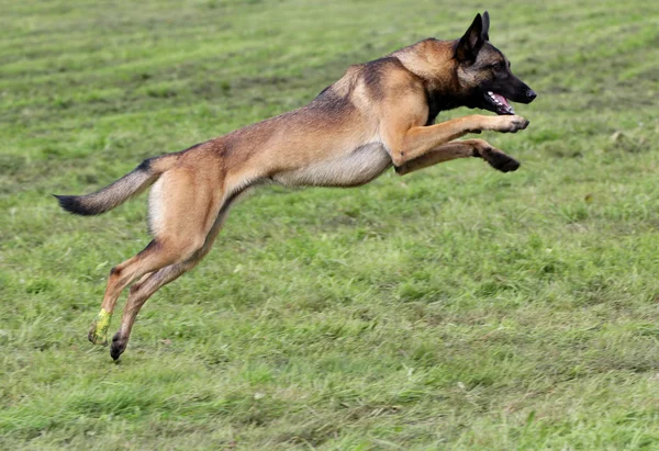 Cane delle pecore belghe alla formazione agilità — Foto Stock
