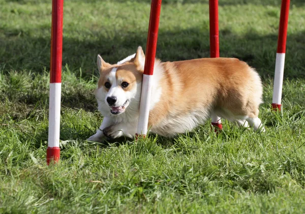 韦尔什威尔士矮脚狗 pembrok 在敏捷性训练的狗 — 图库照片