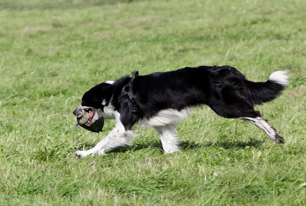 Le chien de la Frontière Collie court sur une pelouse — Photo