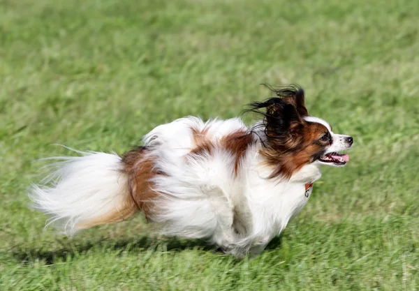 Собака Папильон бежит по лужайке — стоковое фото