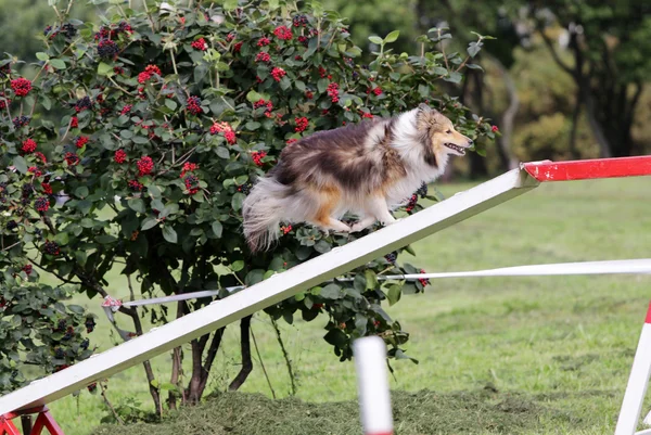 Dog of the Sheltie no treinamento de agilidade — Fotografia de Stock