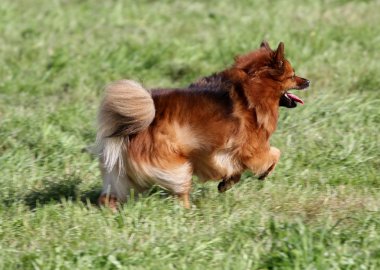 Spitz-köpek çim üzerinde çalışır