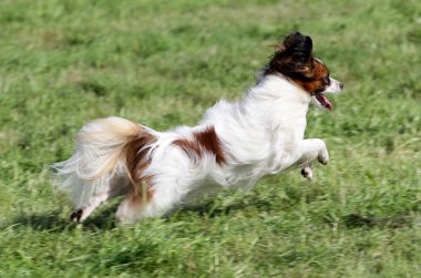 Köpek Papilyon bir çim üzerinde çalışır.