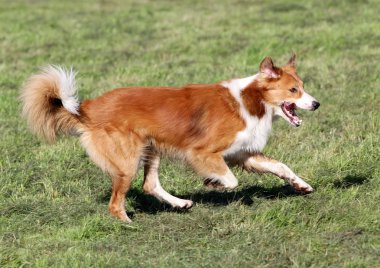 Kenar kömür ocağı köpek çim üzerinde çalışır