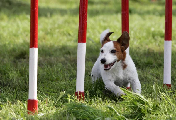 Cão do Jack Russell Terrier no treinamento de agilidade — Fotografia de Stock