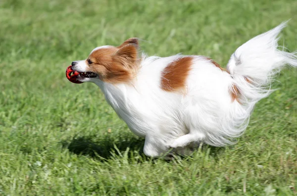 Le chien Papilyon court sur une pelouse — Photo