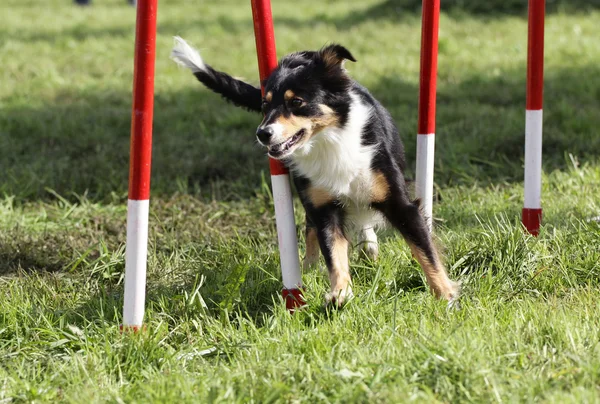 Dog of the Border Collie all'allenamento di agilità — Foto Stock