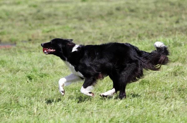 Le chien de la Frontière Collie court sur une pelouse — Photo