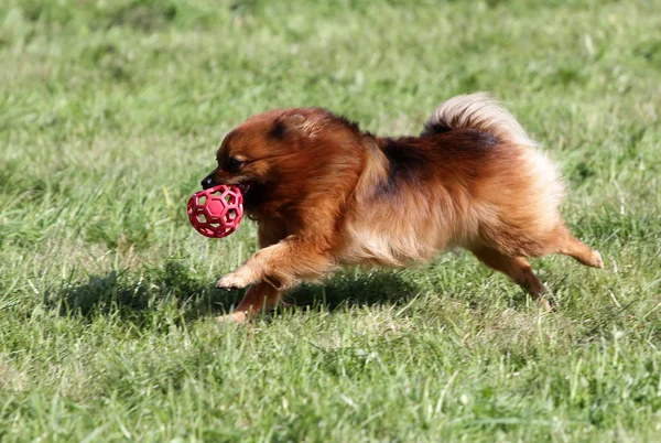 Spitz-hund körs på en gräsmatta — Stockfoto