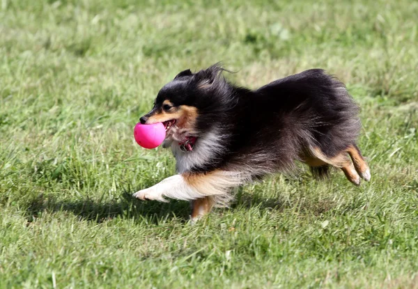 Hunden av Sheltien körs på en gräsmatta — Stockfoto