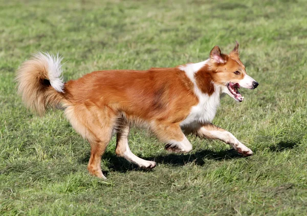 Il cane del Confine Collie corre su un prato — Foto Stock