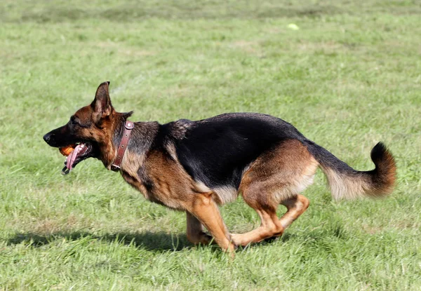 The German shepherd runs on a lawn Royalty Free Stock Photos