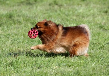 Spitz-köpek çim üzerinde çalışır