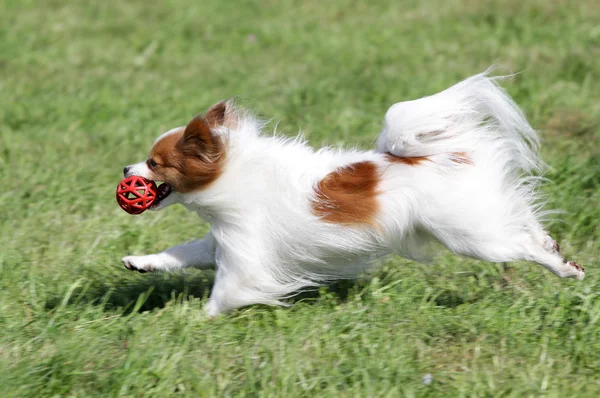 Hunden Papilyon körs på en gräsmatta — Stockfoto