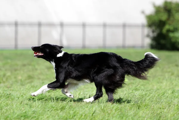 O cão da Fronteira Collie corre em um gramado — Fotografia de Stock
