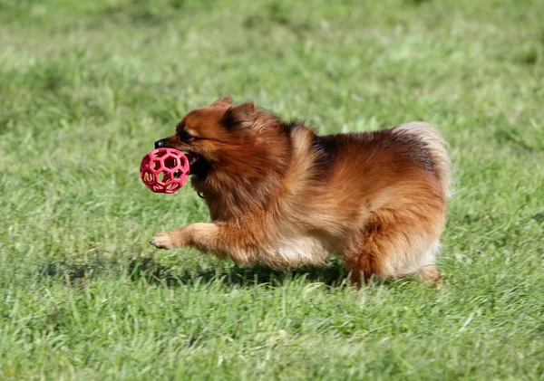 Spitz-hund körs på en gräsmatta — Stockfoto