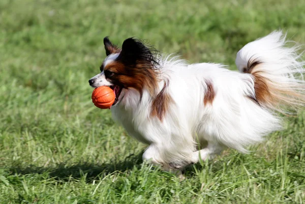 Hunden Papilyon körs på en gräsmatta — Stockfoto