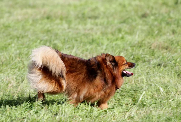 Spitz-σκύλος τρέχει σε έναν χορτοτάπητα — Φωτογραφία Αρχείου