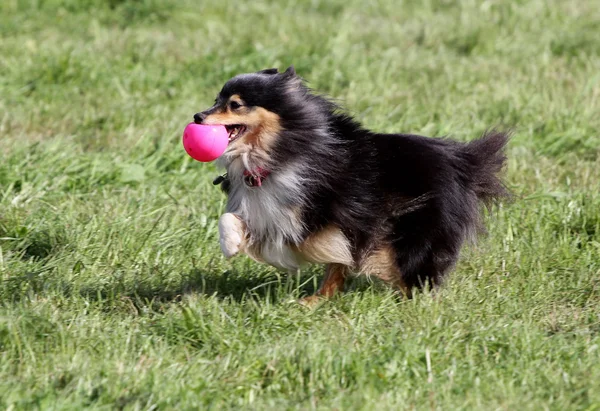 Le chien de la Sheltie court sur une pelouse — Photo