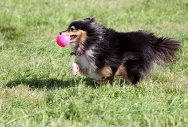 Sığınak köpek çim üzerinde çalışır