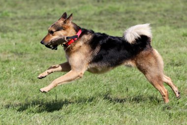 Alman çoban köpeği bir çim üzerinde çalışır