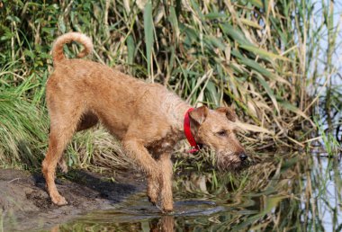 Belgili tanımlık İrlandalı korkunç yolda