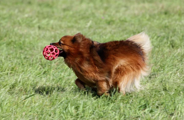 Spitz-dog corre em um gramado — Fotografia de Stock