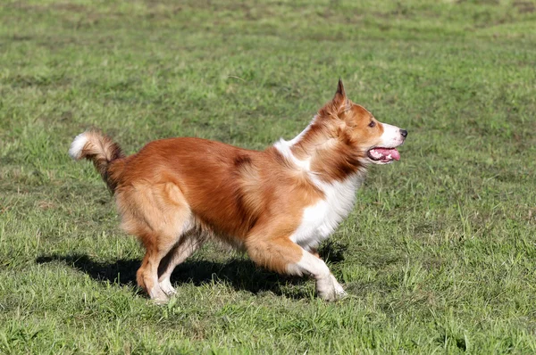 O cão da Fronteira Collie corre em um gramado — Fotografia de Stock