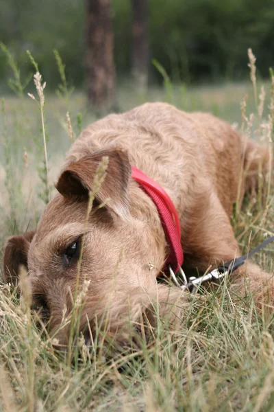 Dog Irish terrier — Stock Photo, Image